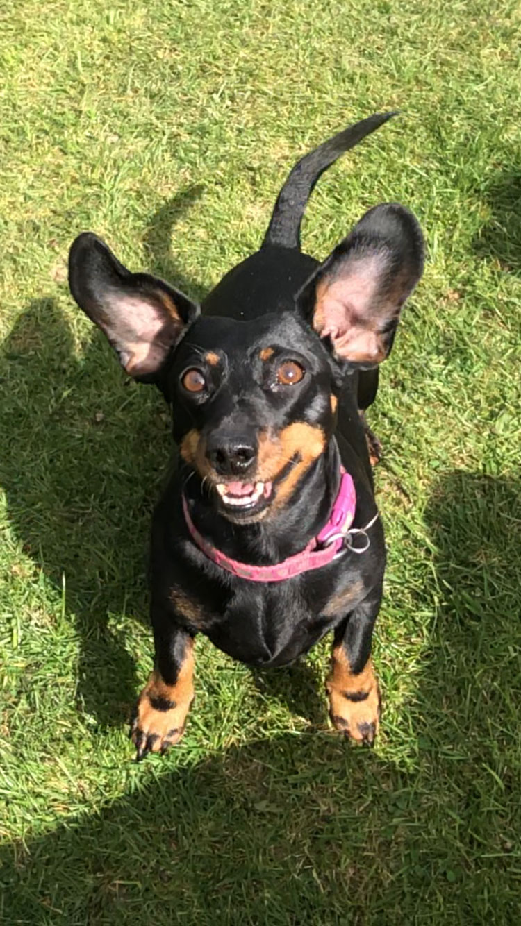Dog Tongue