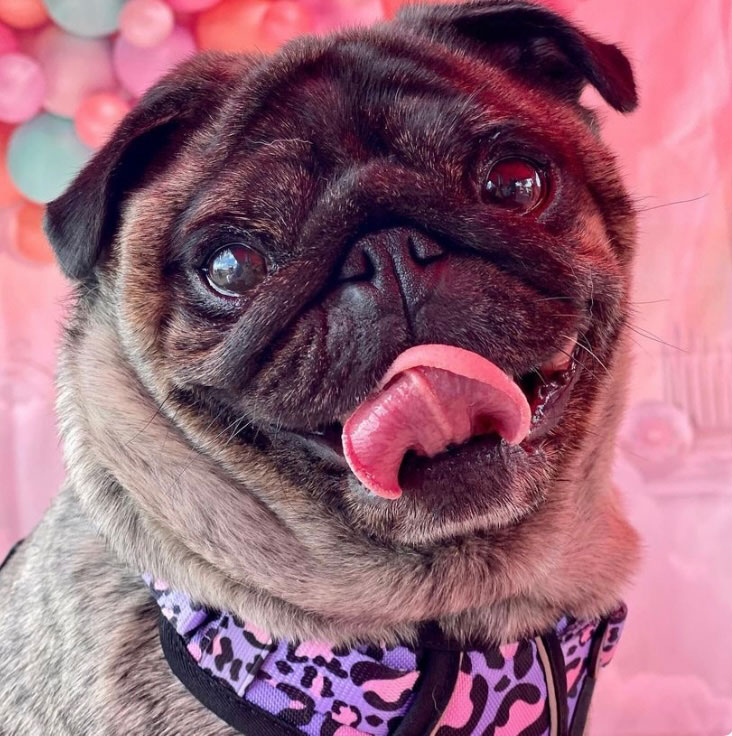 Dog Tongue